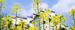 长寿花冻死了下年还会活吗