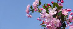 什么样子的海棠花有毒