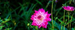 长春花移栽后怎么护理