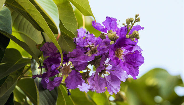 紫薇花什么季节开花 紫薇花什么季节开花