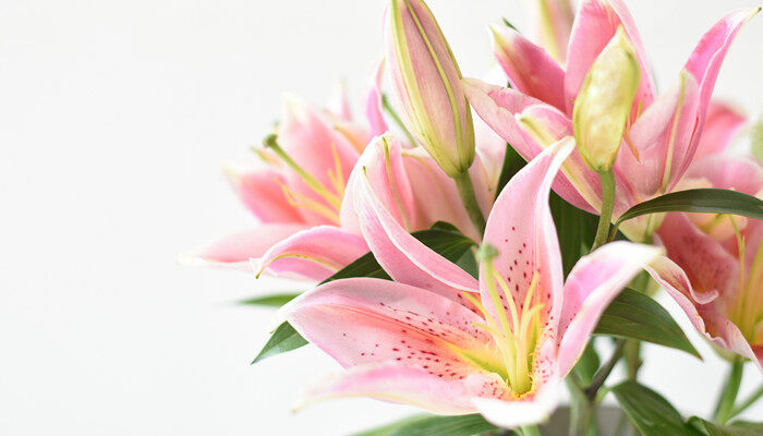 给老师送花送什么花 给老师送花送什么花