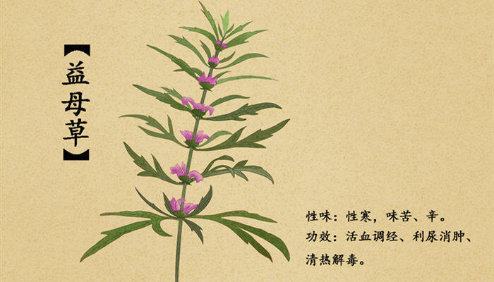 益母草种植技术 益母草种植技术