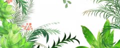 凤尾竹吸收甲醛吗