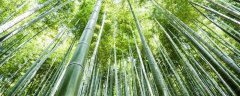 竹子的品种