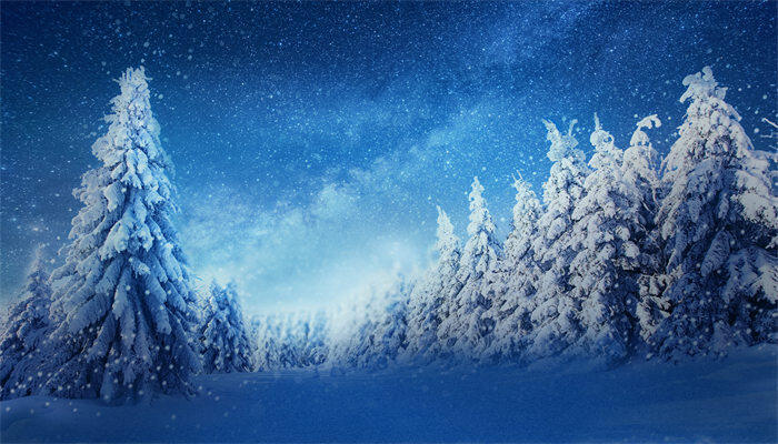 雪松几针一束