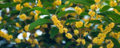 桂花象征着什么