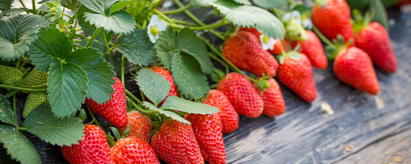 草莓季节 草莓季节