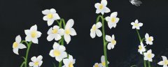 水仙花是什么季节开的