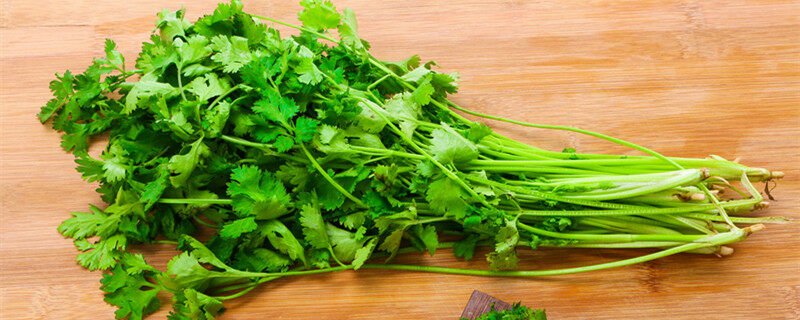 怎样种香菜出苗快