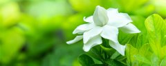 栀子花可以驱蚊子吗