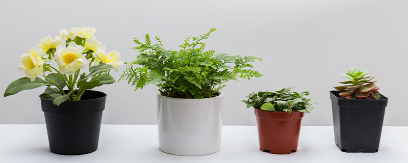 厚脸皮植物怎么修剪 厚脸皮植物怎么修剪