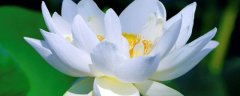 澳门国花是什么花