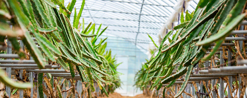 火龙果的种植技术与栽培技术 火龙果的种植技术与栽培技术