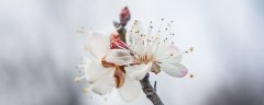 梅花树结果吗