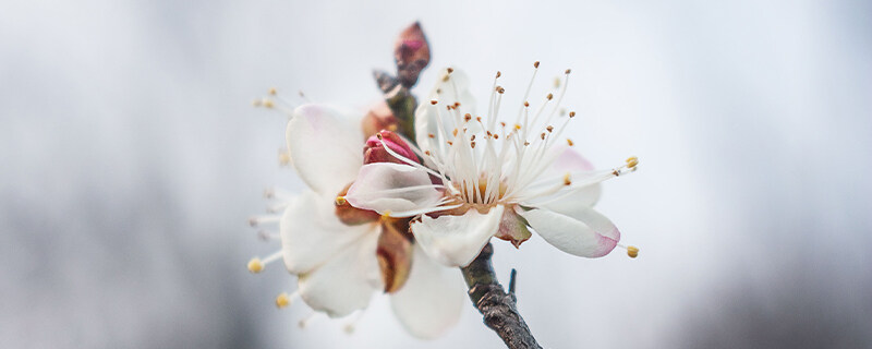 梅花树结果吗