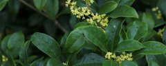 桂花树寓意