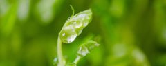 四川豌豆尖的种植方法和时间