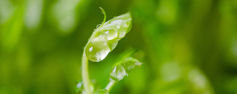 四川豌豆尖的种植方法和时间 四川豌豆尖的种植方法和时间