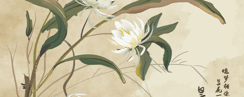 昙花一年开几次 昙花一年开几次