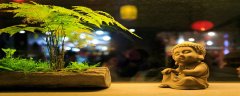 文竹花语象征与寓意