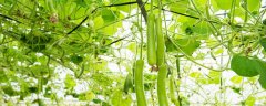 西葫芦育苗方法和时间