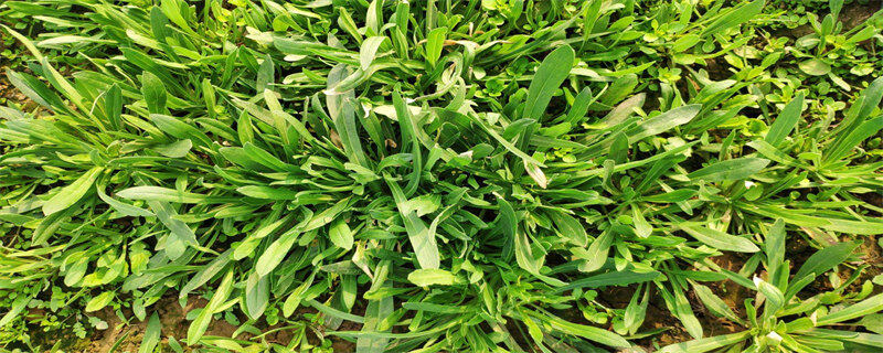 地衣芽孢杆菌对植物 地衣芽孢杆菌对植物