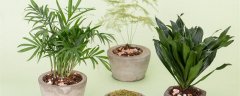 袖珍椰子叶子发黄干枯