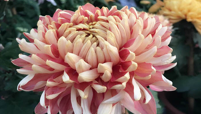 菊花怕冻吗?在室外可以过冬吗 菊花怕冻吗?在室外可以过冬吗