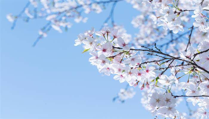 樱花是什么季节开放的 樱花是什么季节开放的