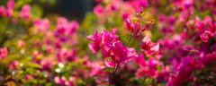深圳市花是什么花,象征什么