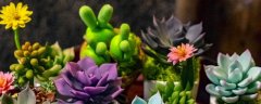 法师夏天怎么养护
