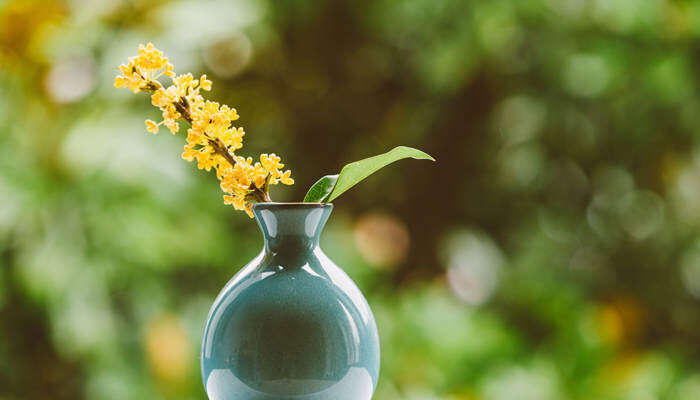 桂花长什么样 桂花长什么样