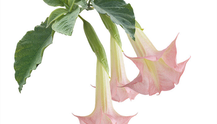 木本曼陀罗花有毒吗 木本曼陀罗花有毒吗