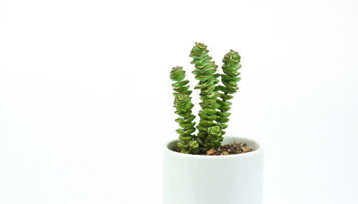 钱多多绿植多久浇一次水 钱多多绿植多久浇一次水