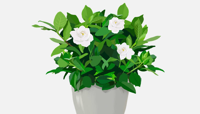 小叶栀子花一盆栽几株 小叶栀子花一盆栽几株