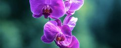 冬季兰花上盆后怎么浇水