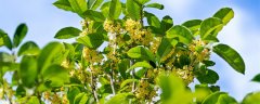 桂花如何做成干桂花