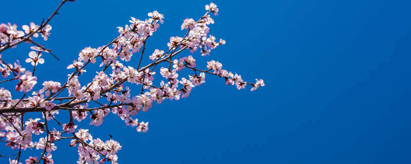 梅花特点 梅花特点