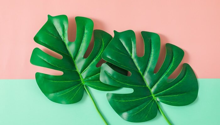 植物细胞基本结构包括什么 植物细胞基本结构包括什么