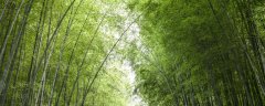 实心竹子产地