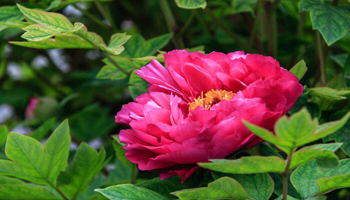 什么花没有根 什么花没有根