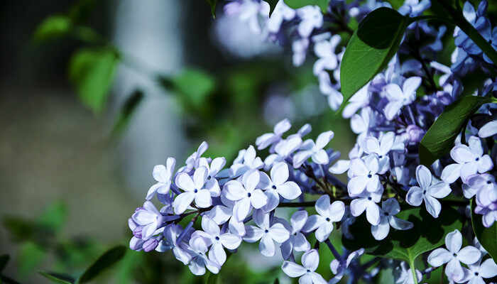 丁香花生长在什么地方 丁香花生长在什么地方