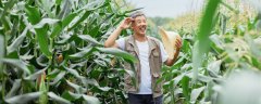 玉米追尿素一亩地需要多少斤