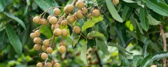 桂圆种子怎么种植方法