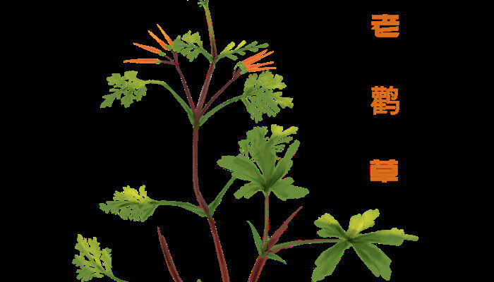 老鹤草是什么 老鹤草是什么