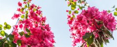 三叶梅花语