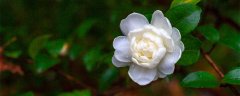 山茶花叶子变褐色干枯脱落原因