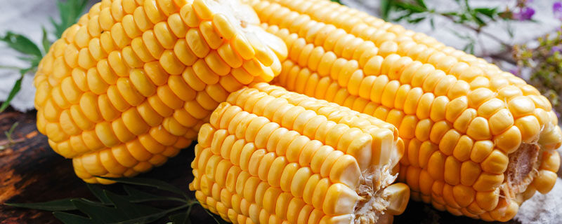 玉米属于什么植物 玉米属于什么植物