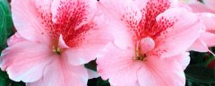 杜鹃花花苞干枯是什么原因