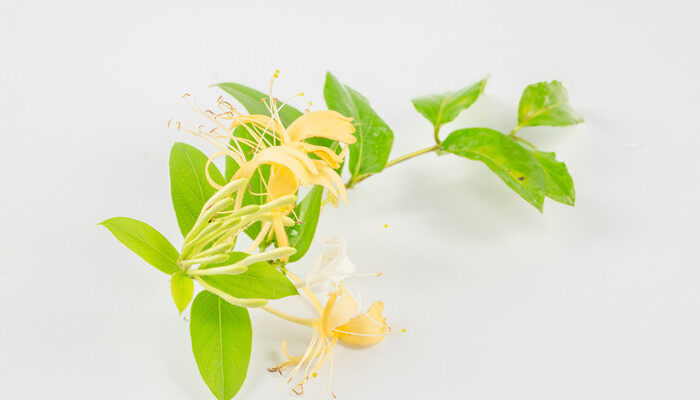 山银花和金银花的区别 山银花和金银花的区别